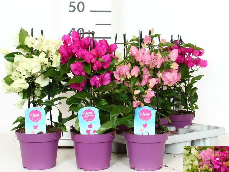 Kambarinis augalas, bugenvilija, įvairios, vazonėlio skersmuo 14 cm.