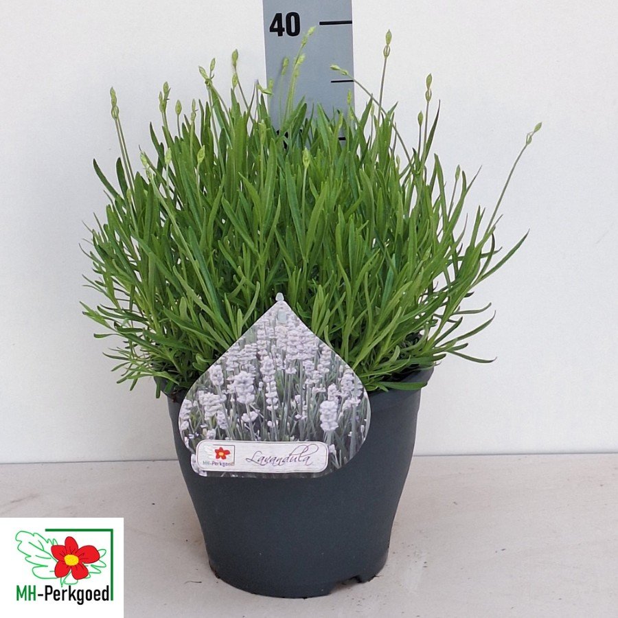 Daugiametė gėlė, levanda "Aroma White", vazonėlio skersmuo 23 cm.