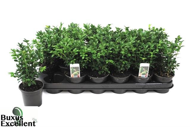 Dekoratyvinis krūmas, paprastasis buksmedis, vazonėlio skersmuo 9 cm.