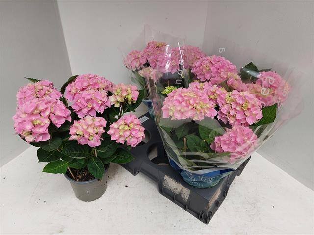 Dekoratyvinis krūmas, hortenzija "Ankkong Pink", vazonėlio skersmuo 15 cm.