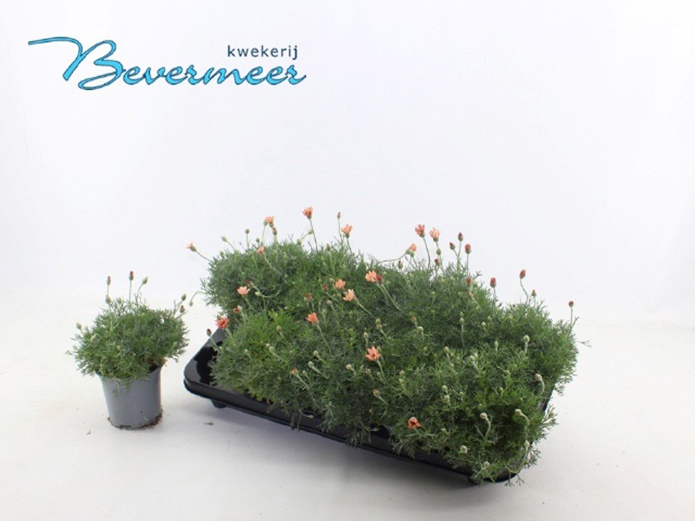 Vienmetė gėlė, rodantemas "Zagora Pink", vazonėlio skersmuo 11 cm.