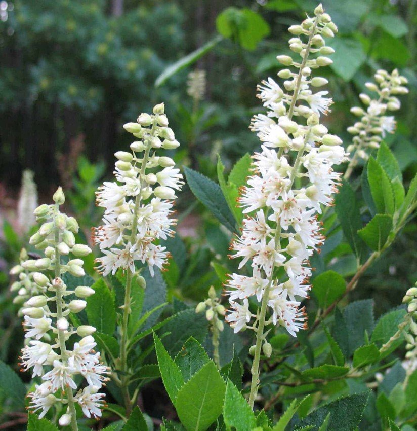 Dekoratyvinis krūmas, alksnotis, vazonas 2 l.