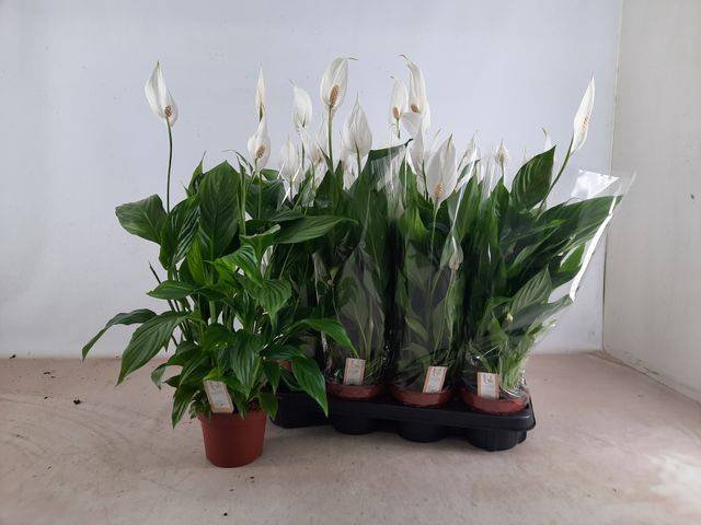 Kambarinis augalas, vėzdūnė "Strauss", vazonėlio skersmuo 13 cm.