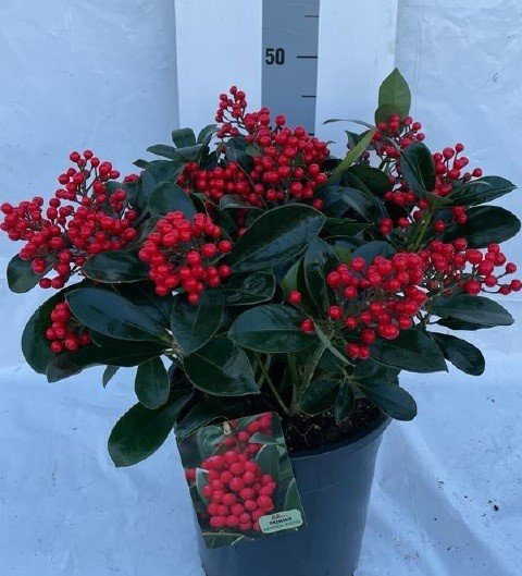 Kambarinis augalas, skimija "Veitchii", vazonėlio skersmuo 23 cm