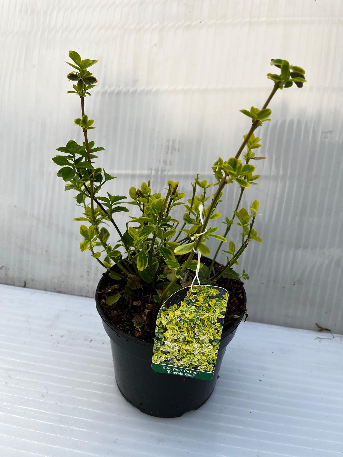 Dekoratyvinis krūmas, fortūno ožekšnis "Emerald'n Gold", vazonas 3 l.