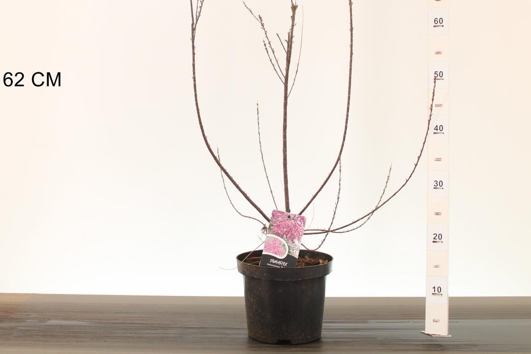 Dekoratyvinis krūmas, eglūnas šakotasis "Pink cascade", vazonėlio skersmuo 21 cm.