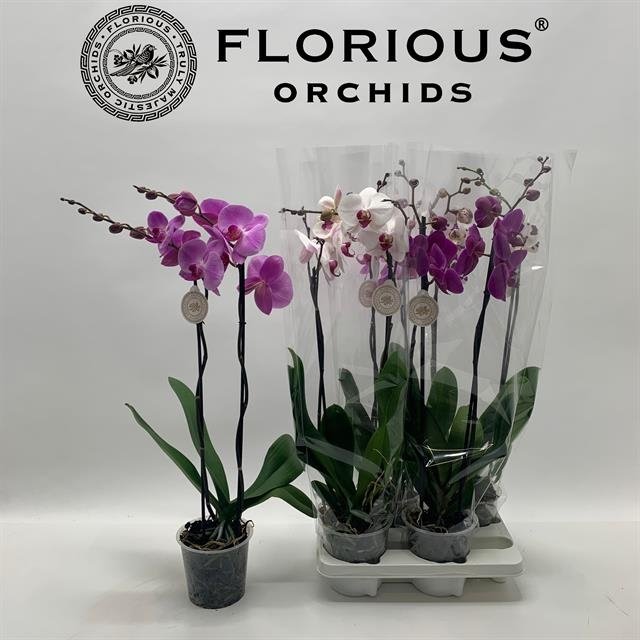 Kambarinis augalas, orchidėja (Phalaenopsis), 2 šakos, vazonėlio skersmuo 15 cm.