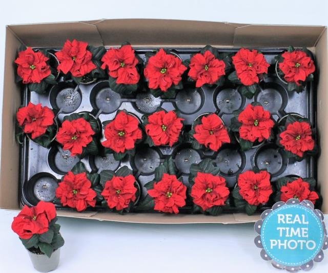 Kambarinis augalas, puansetija, vazonėlio skersmuo 6 cm.