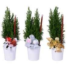 Kambarinis augalas, Puskiparisis, Kalėdinėje kompozicijoje su žvake, vazonėlio skersmuo 9 cm.