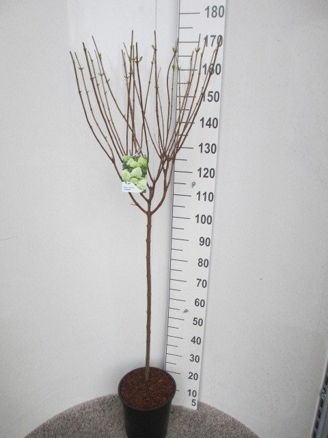 Dekoratyvinis krūmas, hortenzija "Limelight", vazonėlio skersmuo 28 cm.