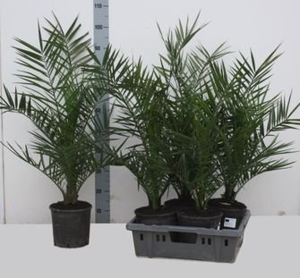 Kambarinis augalas, finikas kanarinis, vazonėlio skersmuo 19 cm.
