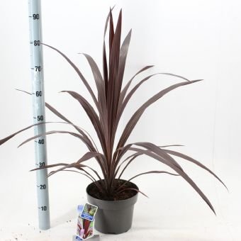 Žolinis augalas, kordilina "Superstar", vazonėlio skersmuo 23 cm.