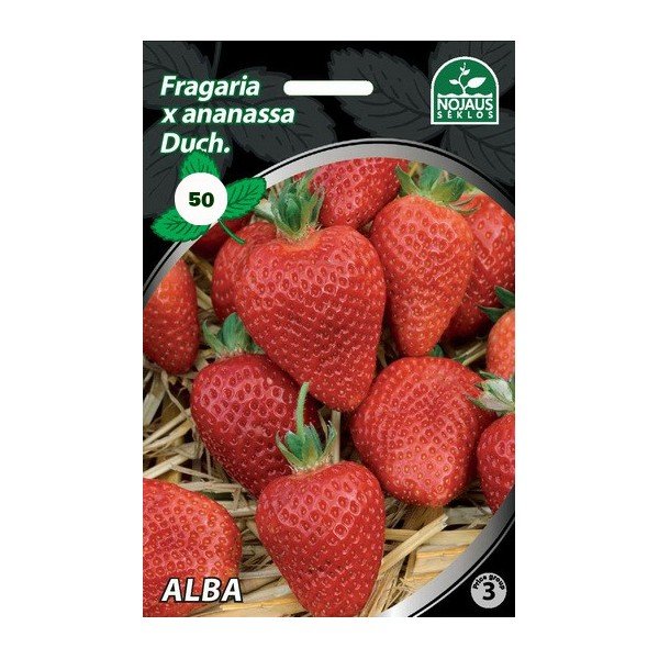Braškių daigai (frigo) Alba A, 3 vnt. pakuotėje