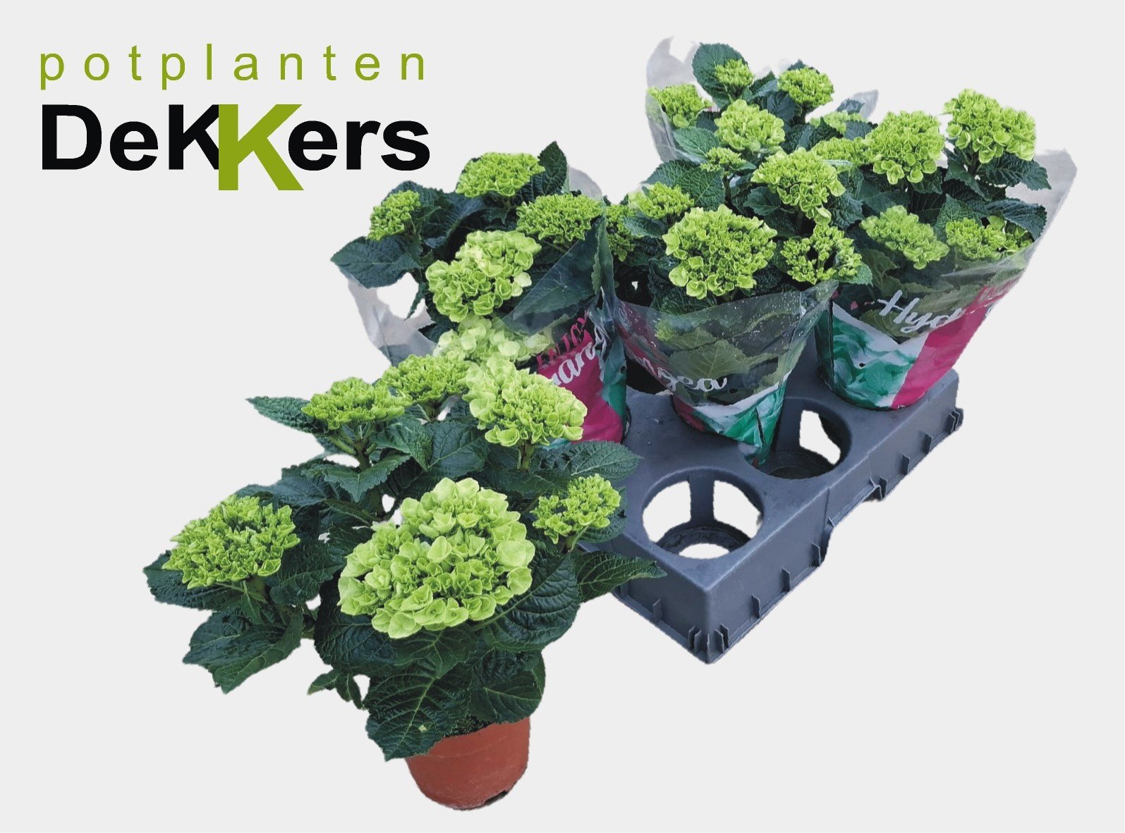 Dekoratyvinis krūmas, hortenzija didžialapė "Hi White Sun", vazonėlio skersmuo 14 cm.