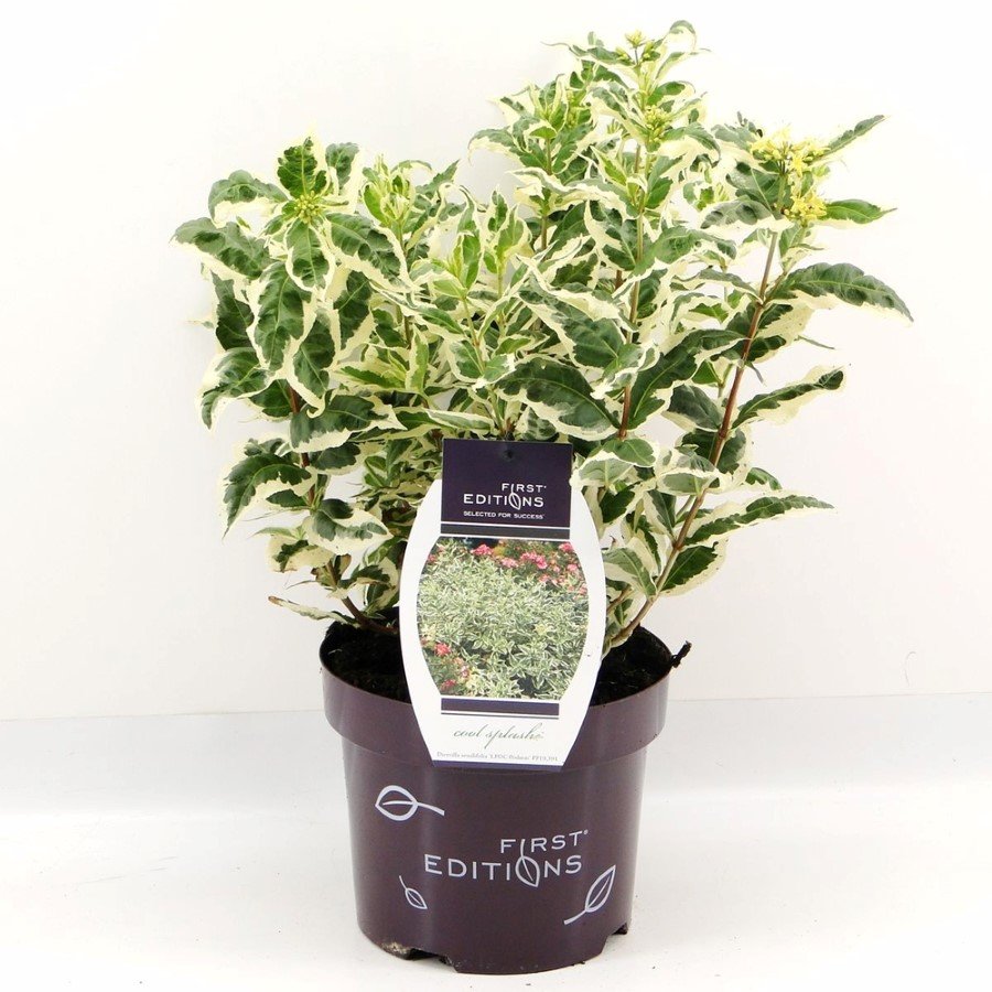 Dekoratyvinis krūmas, diervilė briaunuotoji "Cool Splash", vazonas 3 l.