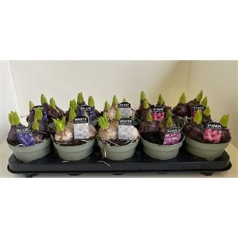 Kambarinis augalas, hiacintas (3 vnt.), vazonėlio skersmuo 12 cm.