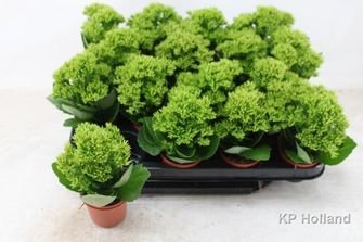 Kambarinis augalas, kalankė "En Kiki Green", vazonėlio skersmuo 7 cm.