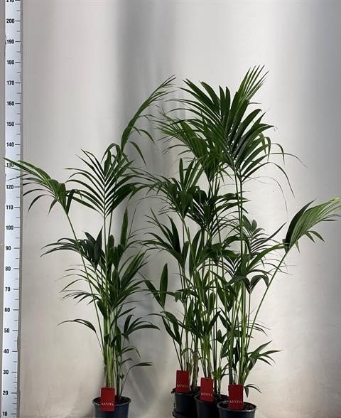 Kambarinis augalas, hovėja "Forsteriana", vazonėlio skersmuo 19 cm.