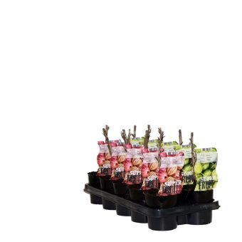 Vaiskrūmis, serbentas, vazonėlio skersmuo 12 cm.