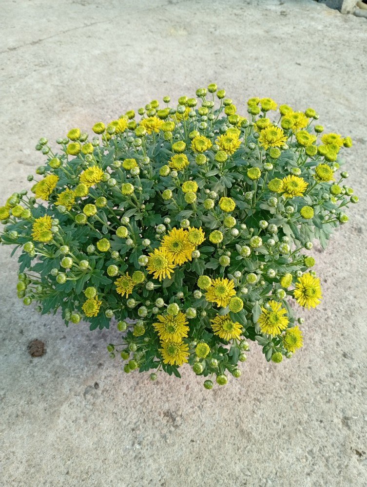 Vienmetė gėlė, chrizantema, vazono skersmuo 19 cm.