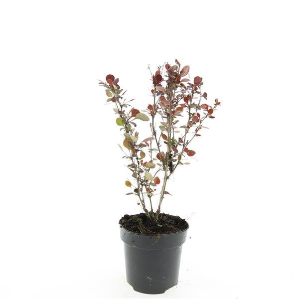 Dekoratyvinis krūmas, raugeriškis, vazonėlio skersmuo 12 cm.