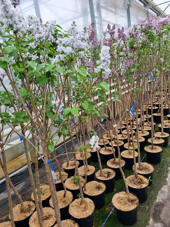 Dekoratyvinis krūmas, alyva stiebinė, įvairios, augalo aukštis apie 2 m., vazonas 7,5 l.