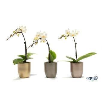 Kambarinis augalas, orchidėja keraminiame vazonėlyje, aukštis 17 cm., vazonėlio skersmuo 6 cm.