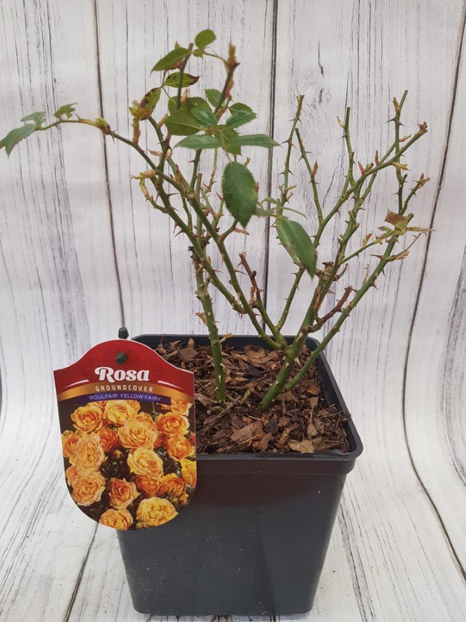 Daugiametė gėlė, rožė "Bijenweelde Mango", vazonas 3 l.