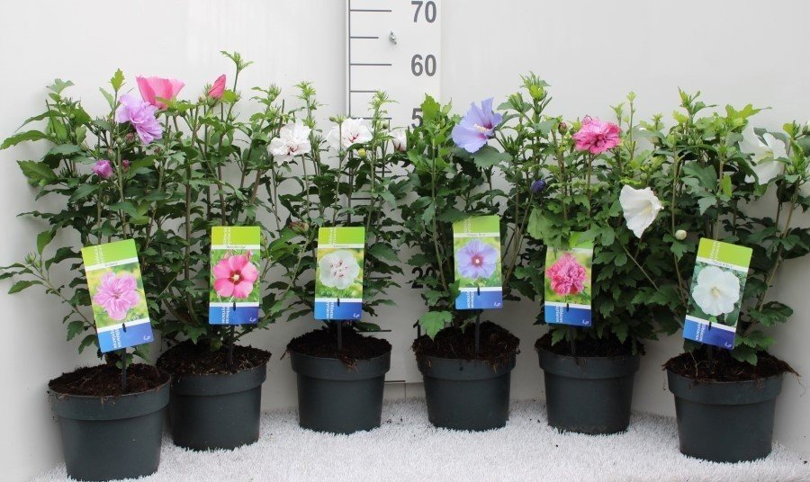 Daugiametė gėlė, kinrožė, vazonas 2 l.