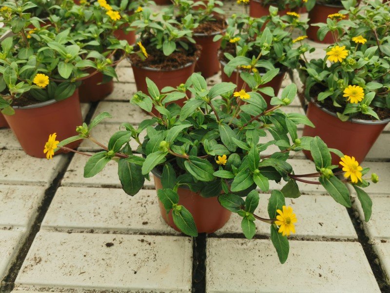 Vienmetė gėlė, sanvitalija, vazonėlio skersmuo 12 cm.