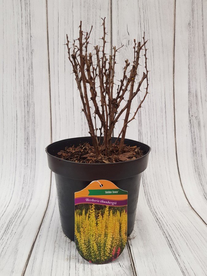 Dekoratyvinis krūmas, raugerškis tunbergo "Golden Tower", vazonas 3 l.