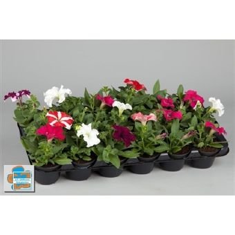 Vienmetė gėlė, petunija, vazonėlio skersmuo 9 cm.