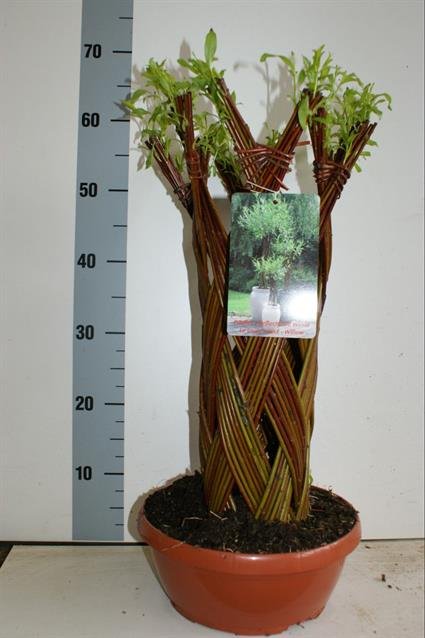 Dekoratyvinis medis, karklas "Alba 1", vazonėlio skersmuo 28 cm.