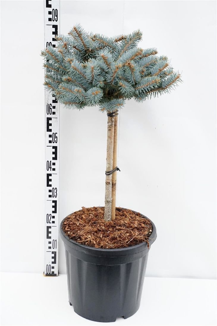Spygliuotis, eglė dygioji "Glauca Globosa", ant stiebo, aukštis 80 cm., vazonas 18 l.