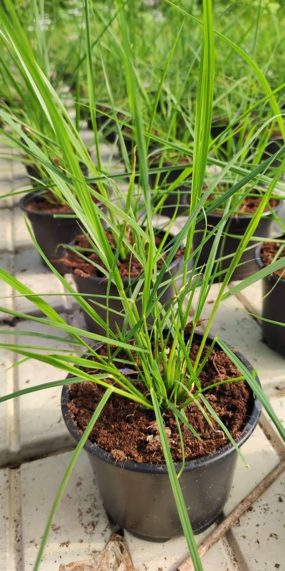 Žolinis augalas, soruolė, vazonėlio skersmuo 13 cm.