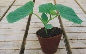 Daržovių sodinukai, agurkai "Delikates"