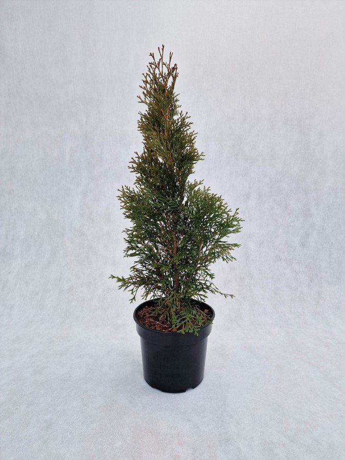 Spygliuotis, tuja vakarinė "Smaragd", aukštis 60-80 cm., vazonas 3 l.