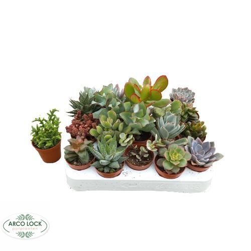 Kambarinis augalas, sukulentas, įvairūs, vazonėlio skersmuo 6 cm.