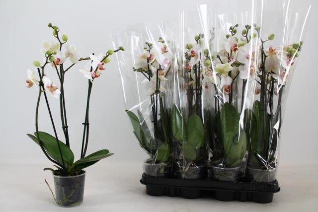 Kambarinis augalas, orchidėja "Red Lips", 3 šakos, vazonėlio skersmuo 9 cm.