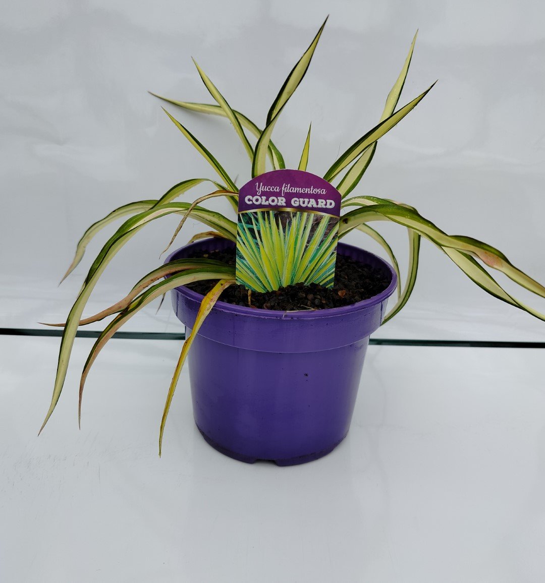 Žolinis augalas, pluoštinė juka "Colour Guard", vazonėlio skersmuo 9 cm.