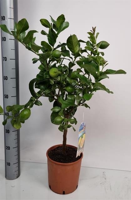 Kambarinis augalas, citrinmedis, vazonėlio skersmuo 22 cm.