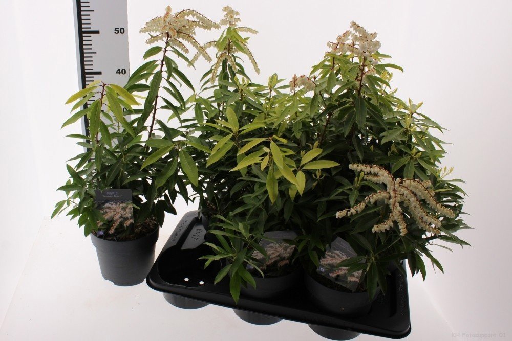 Dekoratyvinis krūmas, bereinutis gausiažiedis, vazonėlio skersmuo 17 cm.