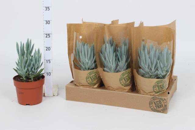 Kambarinis augalas, žilė "Everest", vazonėlio skersmuo 12 cm.