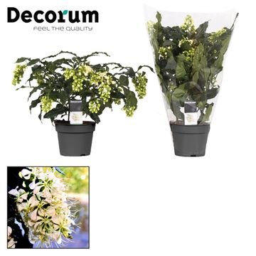 Kambarinis augalas, šventmedis, vazonėlio skersmuo 13 cm.