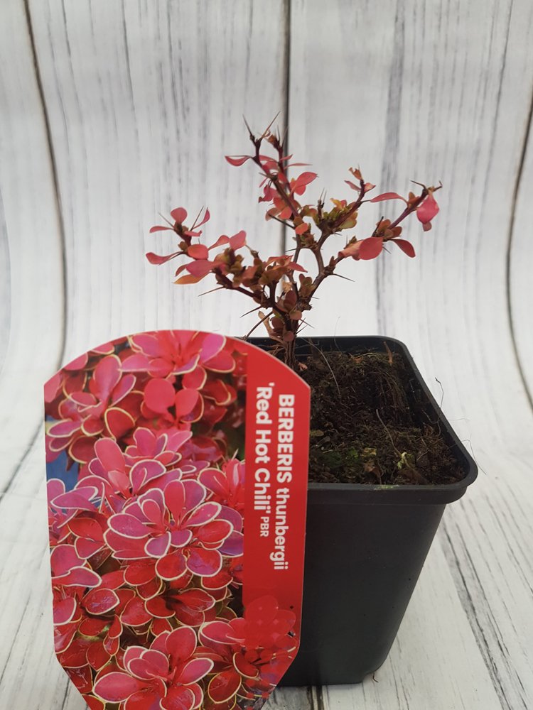 Dekoratyvinis krūmas, raugerškis tunbergo "Red Hot Chili", vazonėlio skersmuo 9 cm.