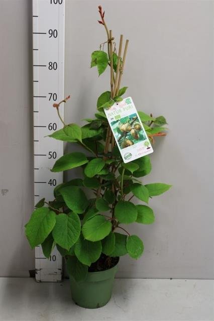 Vaiskrūmis, aktinidija, vazono skersmuo 21 cm.