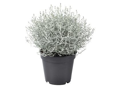 Vienmetė gėlė, smiltyninis šlamutis, vazonėlio skersmuo 10 cm.