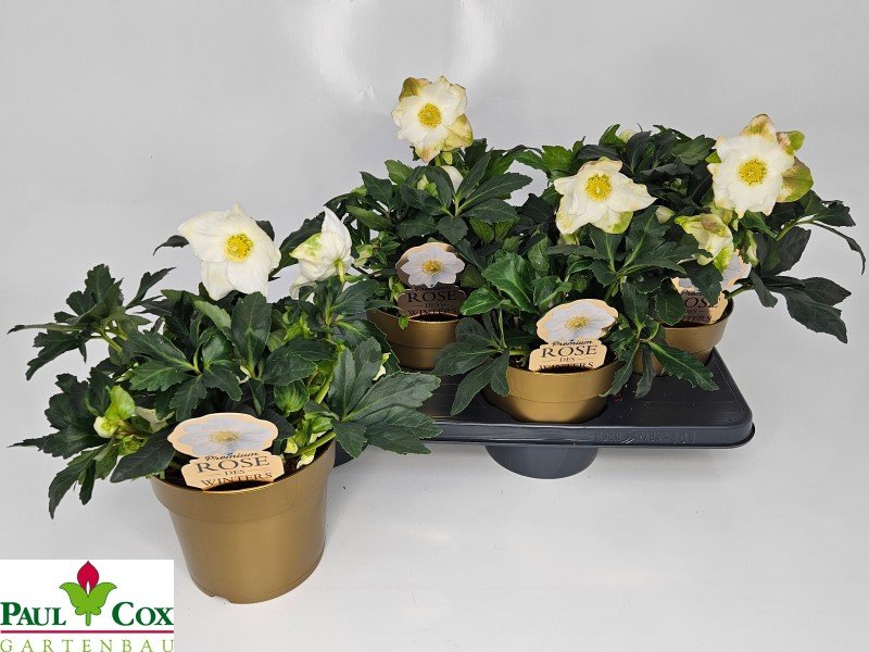 Daugiametė gėlė, eleboras "HGC Jasper", vazonėlio skersmuo 17 cm.