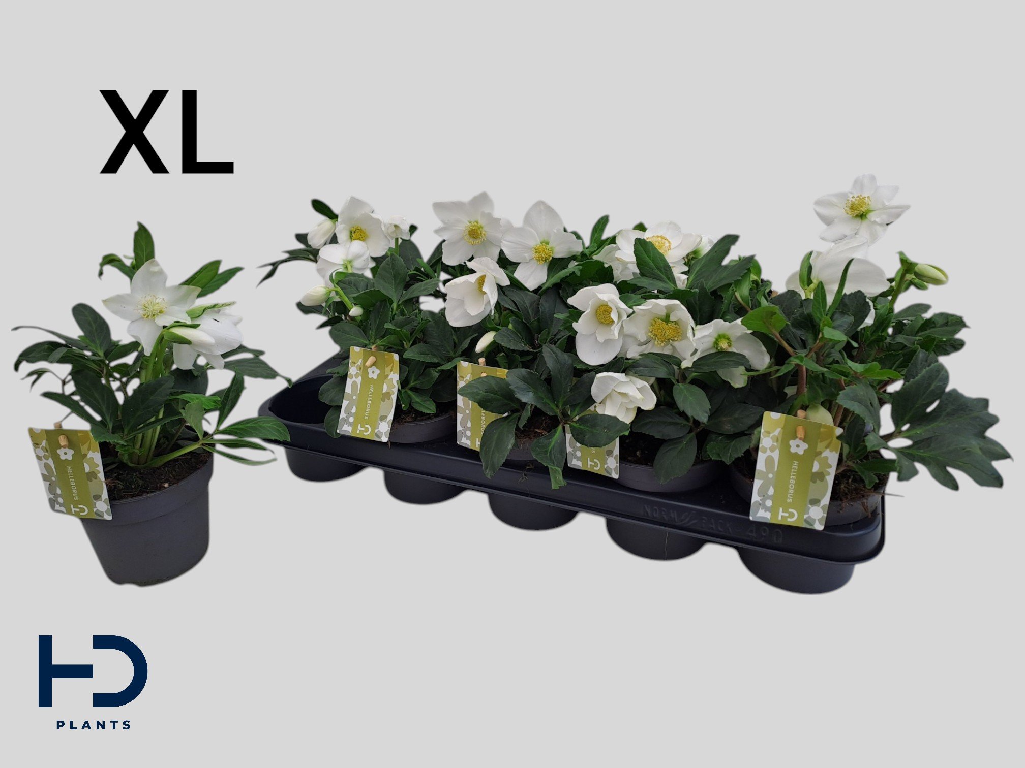 Daugiametė gėlė, eleboras "Advent Star", vazonėlio skersmuo 12 cm.