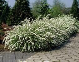 Dekoratyvinis krūmas, lanksva "Grefsheim", vazonas 2 l.